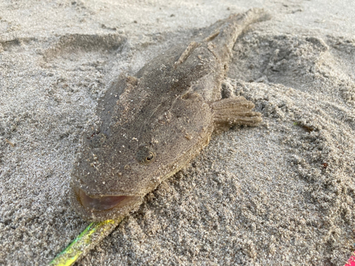 マゴチの釣果