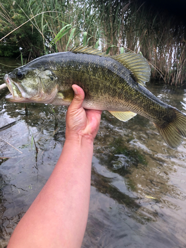 ラージマウスバスの釣果