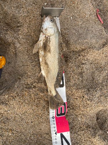 イシモチの釣果