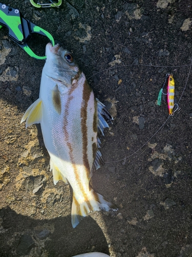 コトヒキの釣果