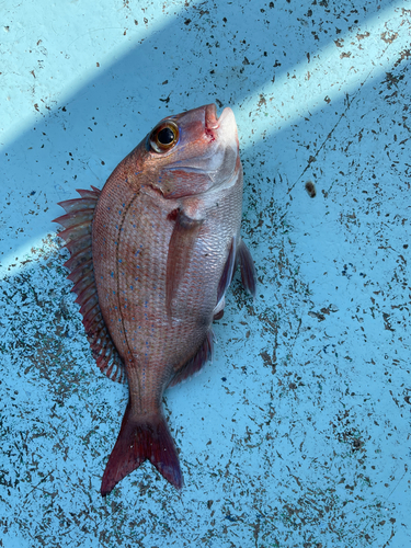 タイの釣果