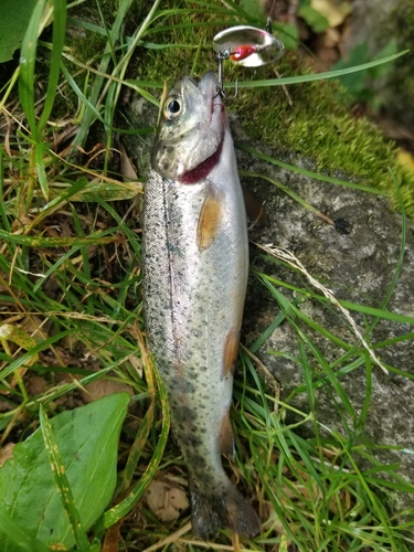 ヤマメの釣果