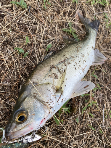 スズキの釣果