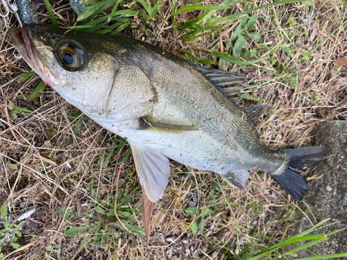 スズキの釣果