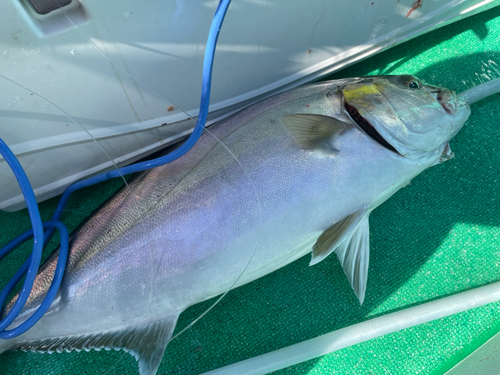 カンパチの釣果