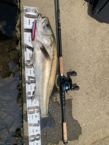 シーバスの釣果