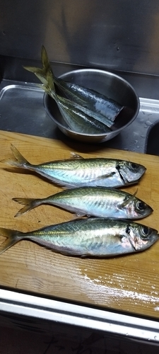 アジの釣果