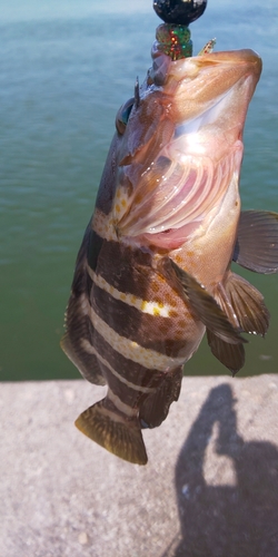 アオハタの釣果