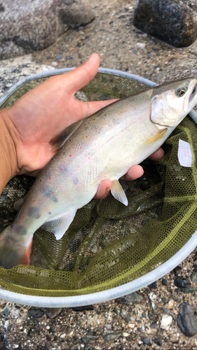 アマゴの釣果