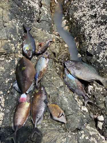 アイゴの釣果