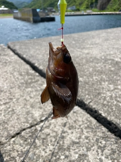 エゾメバルの釣果