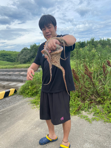 タコの釣果