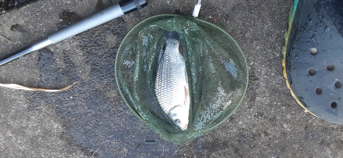 ヘラブナの釣果