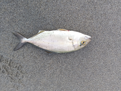 ショゴの釣果