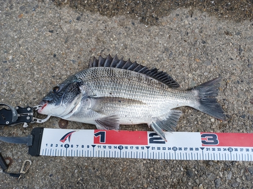 クロダイの釣果