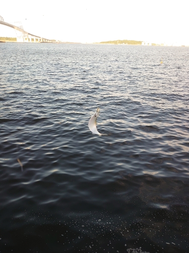 カタクチイワシの釣果