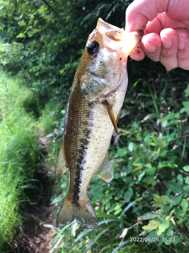 ブラックバスの釣果