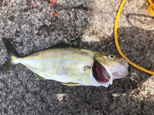 ショゴの釣果