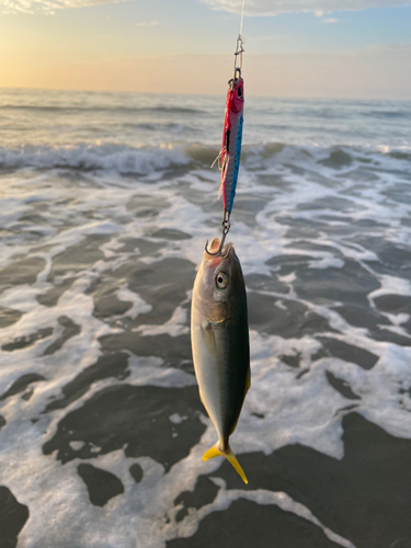 ワカシの釣果