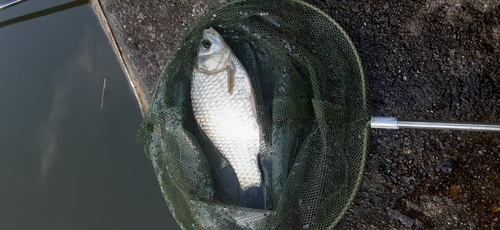 ヘラブナの釣果