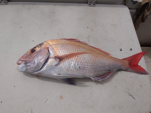 タイの釣果