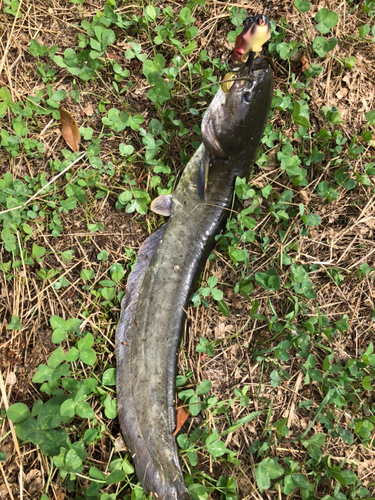 ナマズの釣果