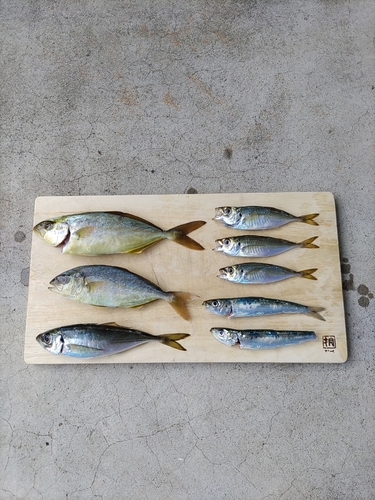 アジの釣果