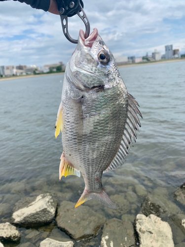 キビレの釣果