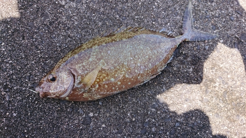 アイゴの釣果