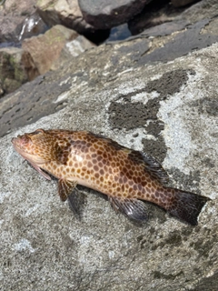 オオモンハタの釣果