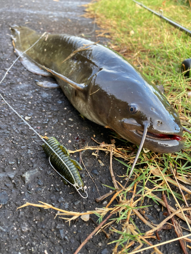 ナマズの釣果