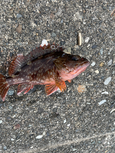 カサゴの釣果