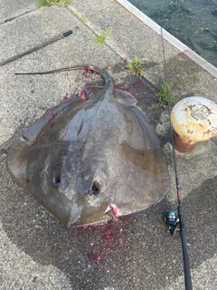 アカエイの釣果