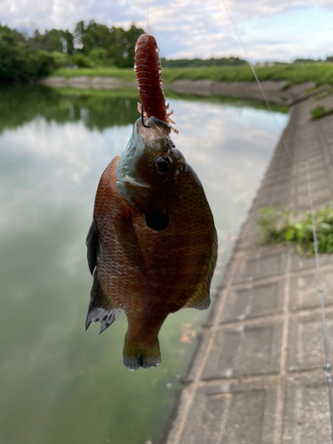 ブルーギルの釣果