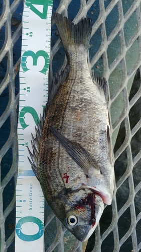 クロダイの釣果