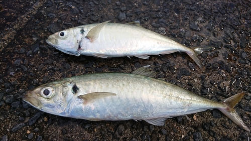 マルアジの釣果