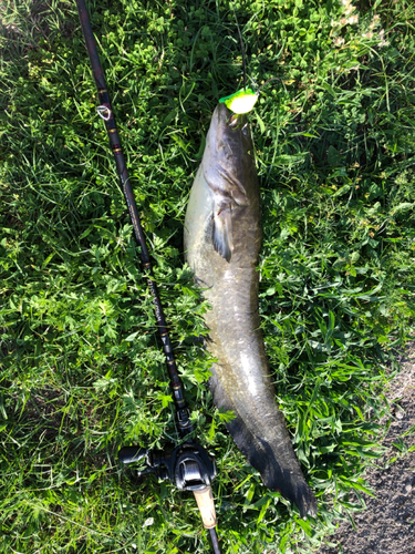 ニホンナマズの釣果