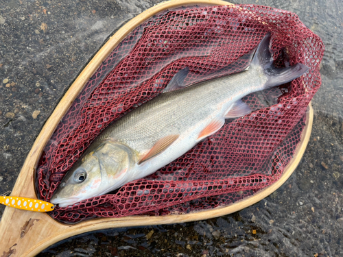 ウグイの釣果