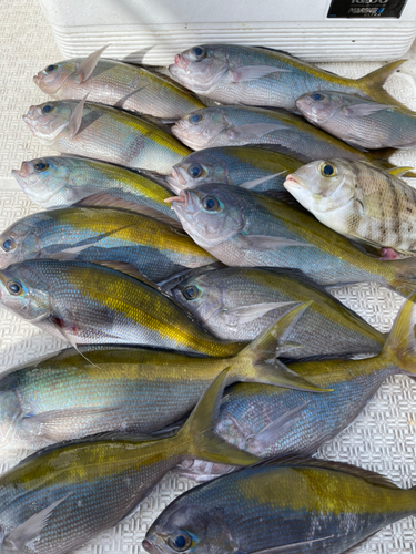 ウメイロの釣果