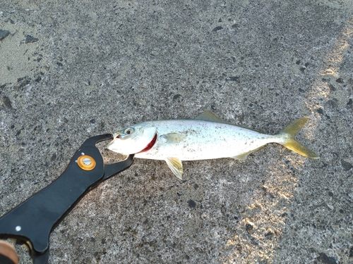 ワカシの釣果