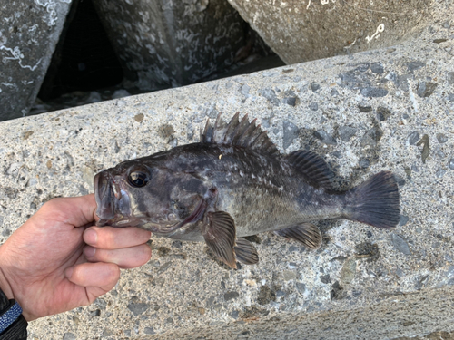 クロソイの釣果