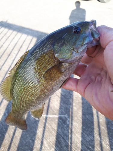 スモールマウスバスの釣果