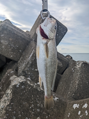 イシモチの釣果