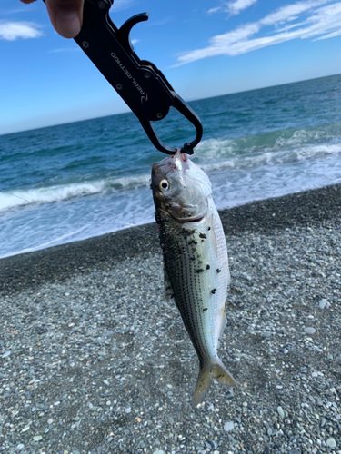 ワカシの釣果