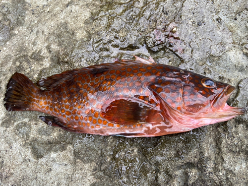 アコウの釣果