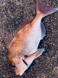 マダイの釣果