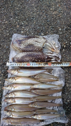 シリヤケイカの釣果