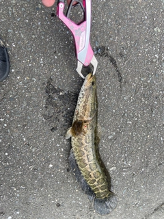 ライギョの釣果