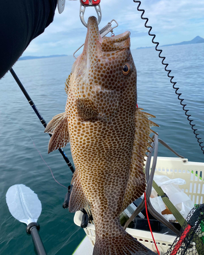 オオモンハタの釣果