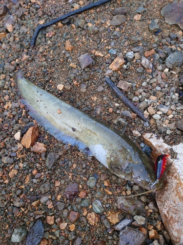 ナマズの釣果